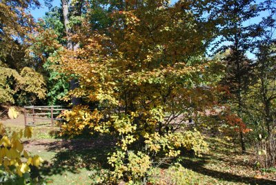 Amelanchier canadensis - muchovník kanadský - podzimní habitus